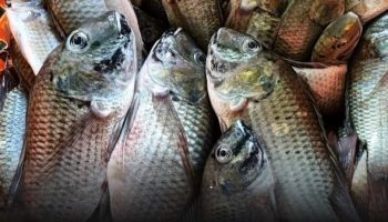 Рыба-тилапия Блэкчин угрожает озеру Сонгкхла