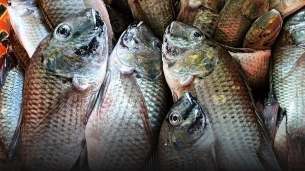 Рыба-тилапия Блэкчин угрожает озеру Сонгкхла