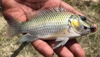 Рыбный бизнес: Таиланд объявляет войну инвазивной черноголовой тилапии