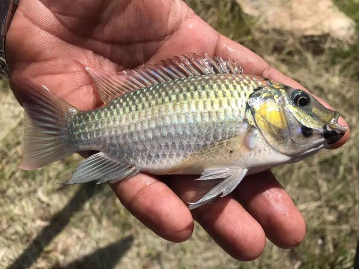 Рыбный бизнес: Таиланд объявляет войну инвазивной черноголовой тилапии