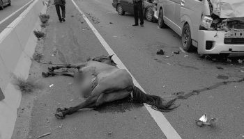 Сбежавшие лошади погибли на шоссе