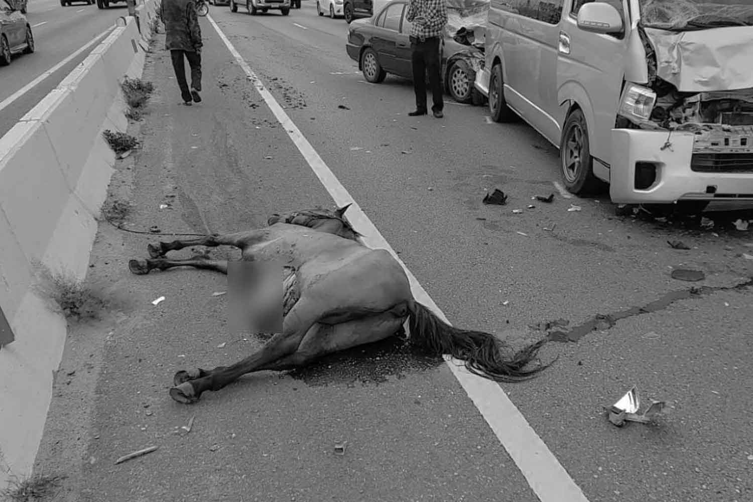 Сбежавшие лошади погибли на шоссе