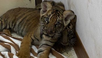 Сети для ловли тигрят в Сурине, 100 кг слоновьих бивней