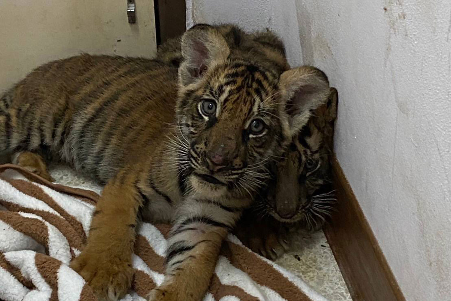 Сети для ловли тигрят в Сурине, 100 кг слоновьих бивней