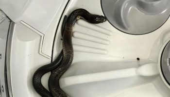 Страх перед змеями: кобра, найденная в стиральной машине, вызывает опасения