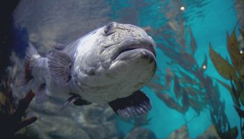 Сюрприз из тилапии: из вымоченных на солнце яиц вылупляются яйца, требующие переосмысления с точки зрения рыб