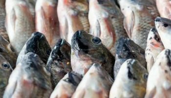 Таиланд в течение семи дней проведет расследование по поводу всплеска производства тилапии