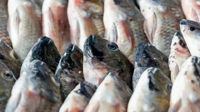 Таиланд в течение семи дней проведет расследование по поводу всплеска производства тилапии