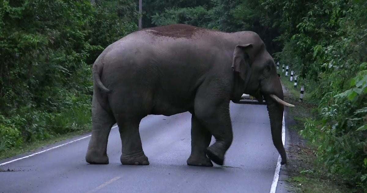Таиланд обнародовал планы строительства трех центров по дрессировке слонов