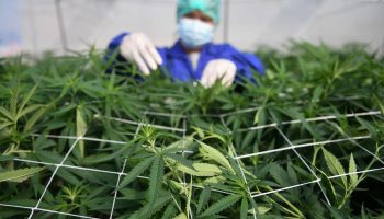 Таиланд сигнализирует об очередном развороте в отношении каннабиса