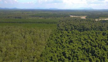 Тайская гармония как для диких слонов, так и для местных жителей