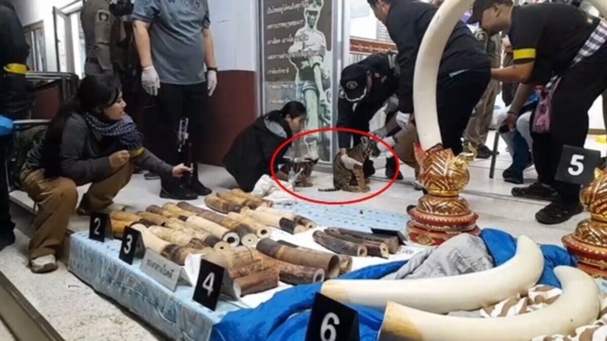 Тайская супружеская пара арестована за незаконную торговлю дикими животными в провинции Сурин