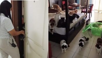 Тайский арендатор шокировал владельца, приведя 29 кошек на одну ночь (видео)