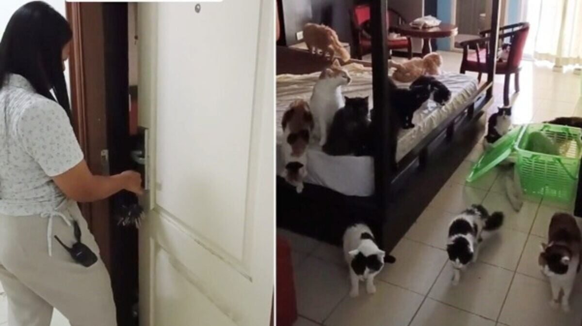 Тайский арендатор шокировал владельца, приведя 29 кошек на одну ночь (видео)