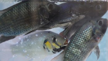 Тесты показывают, что все инвазивные "чужеродные" рыбы происходят от одного родительского стада