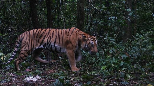 Тигр погиб недалеко от леса Донг Яй после того, как встревожил жителей деревни