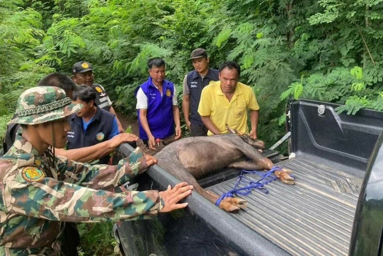 Трагедия дикой природы: Таиланд скорбит из-за того, что серов и тигр уничтожили друг друга