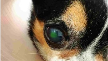 Чулалонгкорнский университет представил 3D-чудо-средство для лечения собачьих глаз