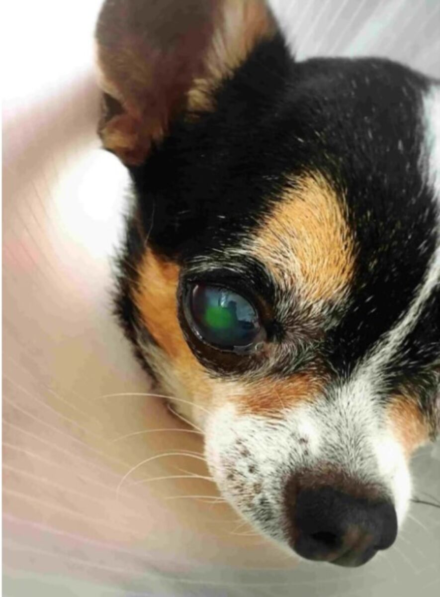 Чулалонгкорнский университет представил 3D-чудо-средство для лечения собачьих глаз