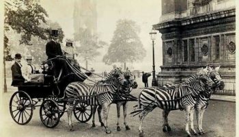 Stripes unplugged: неудачные попытки одомашнить зебр