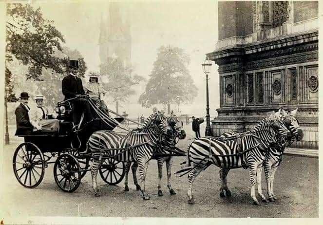 Stripes unplugged: неудачные попытки одомашнить зебр