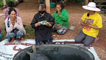 Гигантская черепаха приносит радость и удачу в дом Пхетчабуна