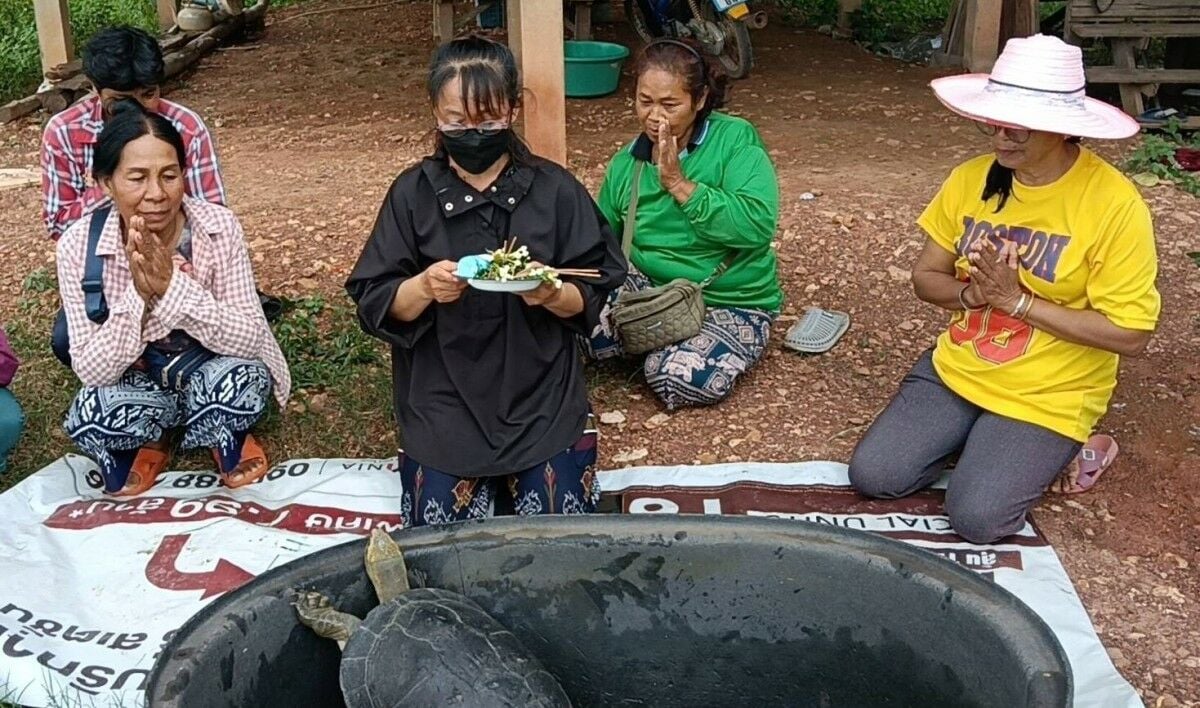 Гигантская черепаха приносит радость и удачу в дом Пхетчабуна