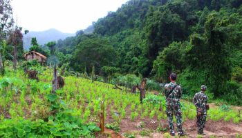 ДНП отвергает законопроекты о лесной амнистии