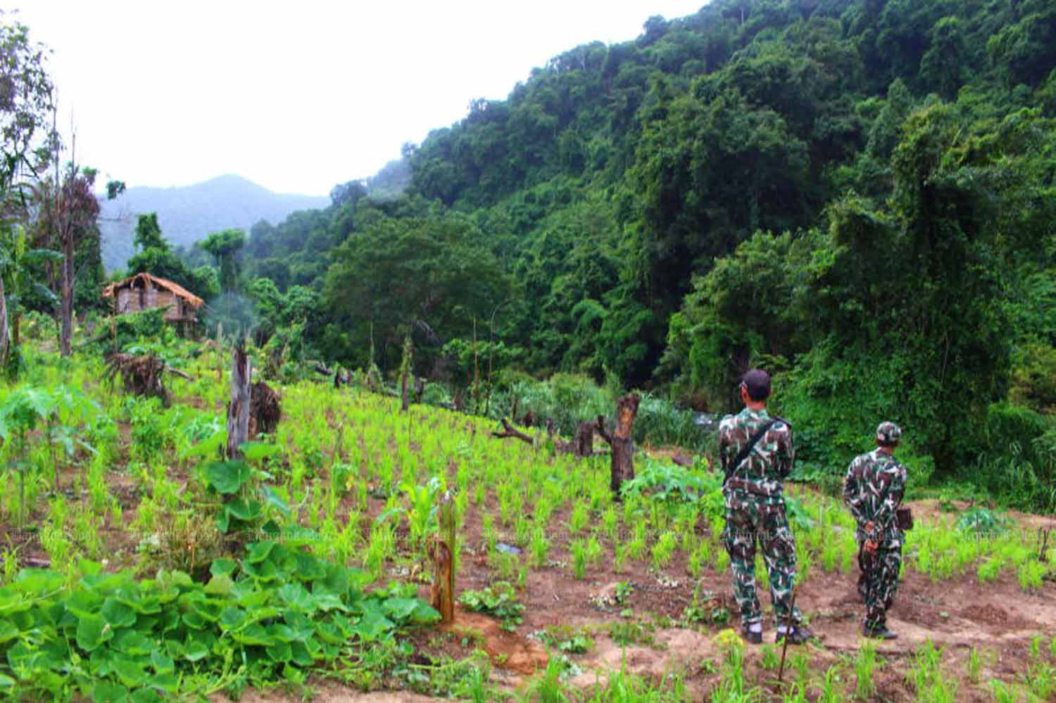 ДНП отвергает законопроекты о лесной амнистии