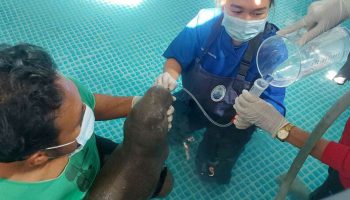 Дюгонь спешит на помощь: теленок получает поддержку в детском саду после сольного выступления в Краби