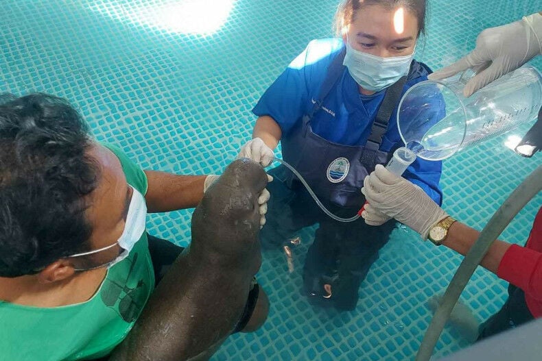 Дюгонь спешит на помощь: теленок получает поддержку в детском саду после сольного выступления в Краби