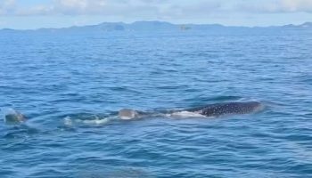 Китовую акулу повстречали у острова Хонг