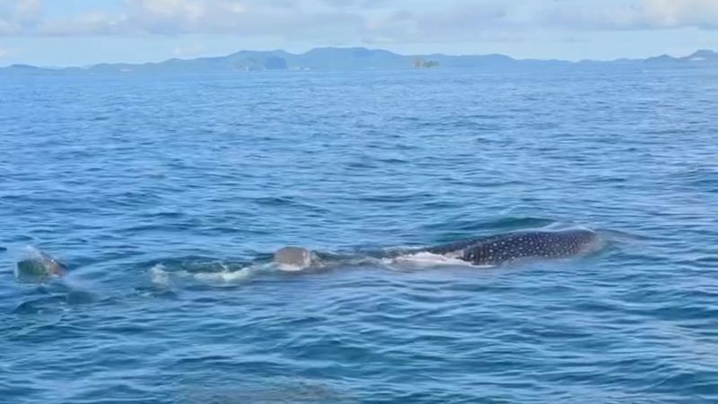 Китовую акулу повстречали у острова Хонг