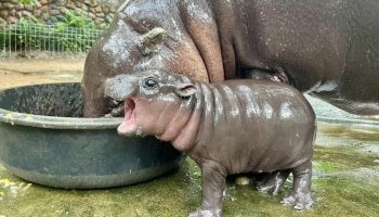 Конкурс на присвоение имени новому карликовому бегемоту в зоопарке Кхао Кхео вызвал бурю негодования