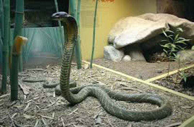 Королевская кобра с шипением наведывается в дом в Чонбури