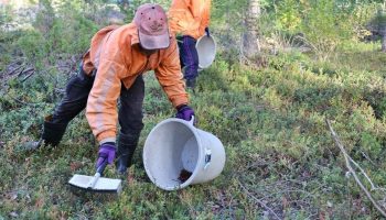 Крупная сделка с ягодами: более 1000 тайских сборщиков варенья отправятся в Швецию и Финляндию