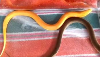 Местные жители Прачинбури ловят золотого угря на крючок, вселяя надежду на удачу