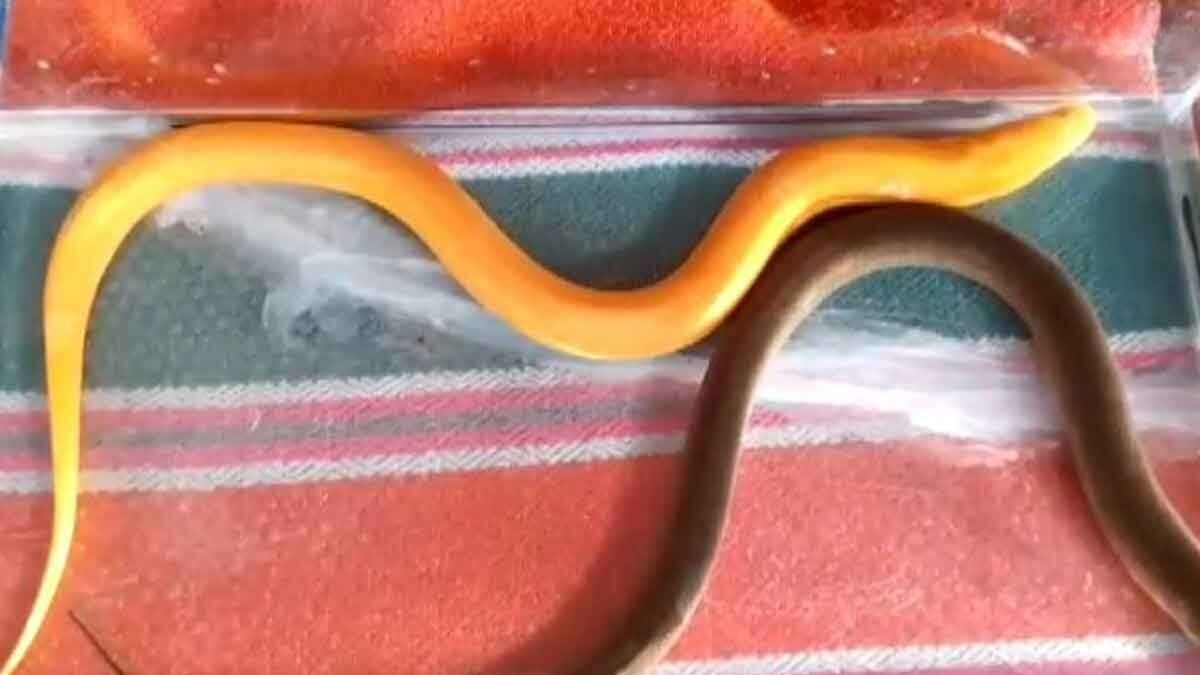 Местные жители Прачинбури ловят золотого угря на крючок, вселяя надежду на удачу