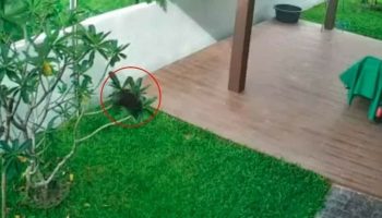 Наполненный кровью пакет, брошенный в дом, вызвал возмущение в Великобритании (видео)