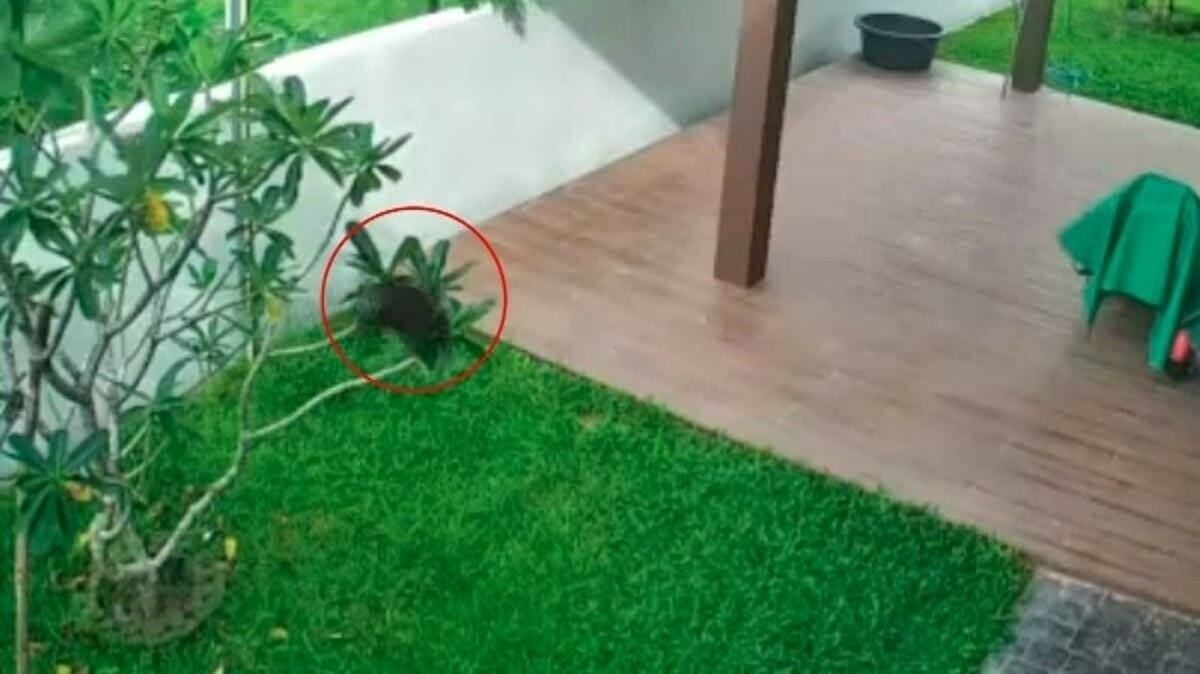 Наполненный кровью пакет, брошенный в дом, вызвал возмущение в Великобритании (видео)