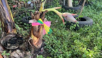 Необычное банановое дерево в Ратчабури вселяет надежду на удачу