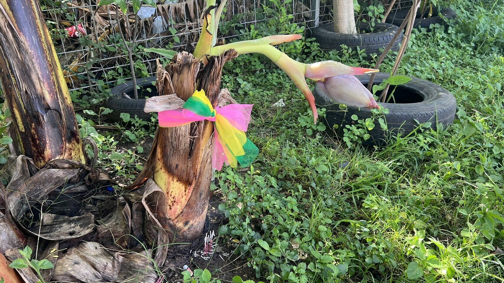 Необычное банановое дерево в Ратчабури вселяет надежду на удачу
