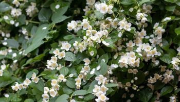 Нехватка цветов жасмина повышает цены на День матери