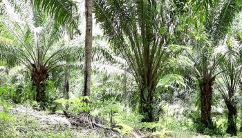 Отца обвинили в краже пальмовых плодов собственным сыном на фоне земельного спора