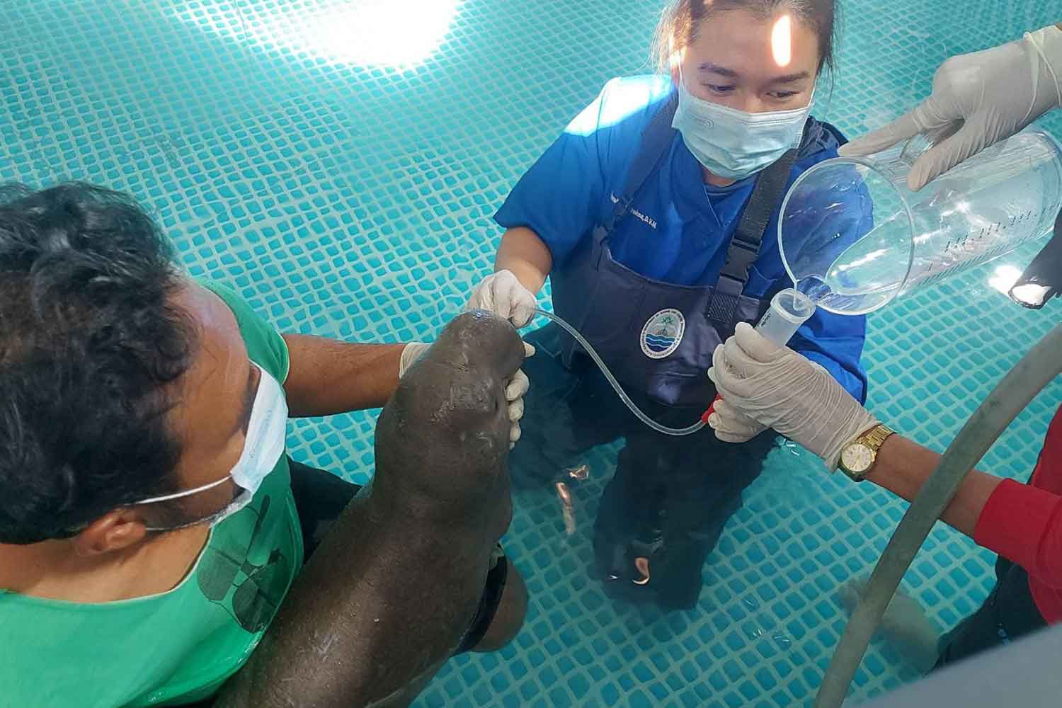 Туристы оказывают помощь раненому детенышу дюгоня в Краби
