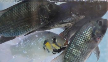 Ученые борются с нашествием рыбы в водах Таиланда