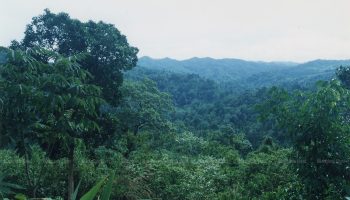 30 человек задержаны за нарушения лесного законодательства, незаконный въезд в лес