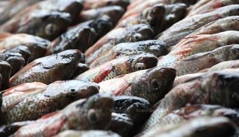 CPF отказывается признавать вину за тилапию