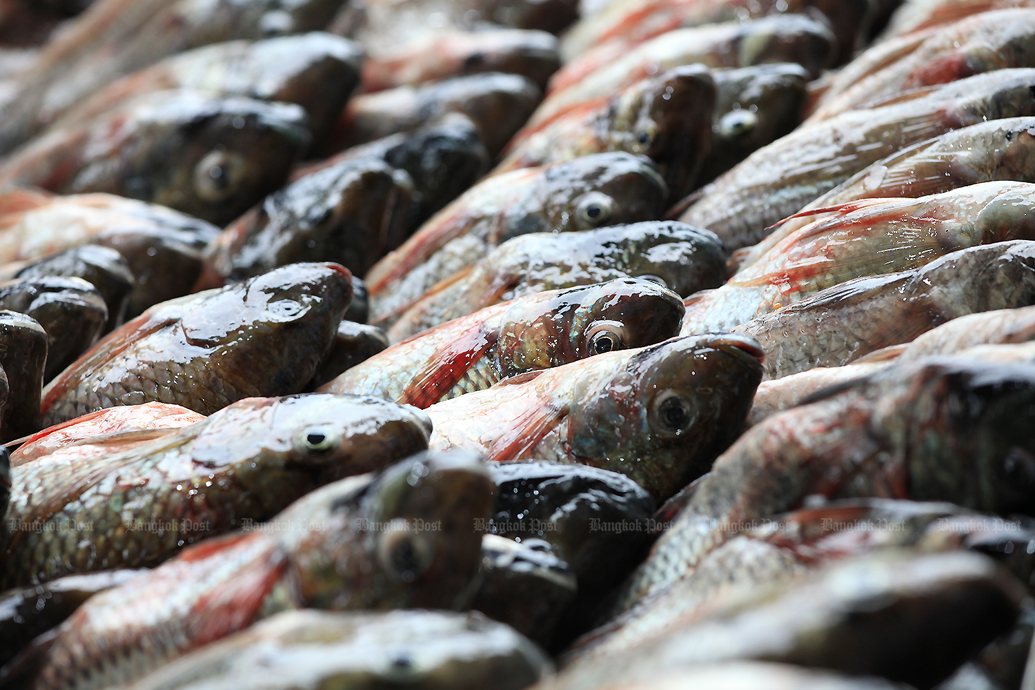 CPF отказывается признавать вину за тилапию