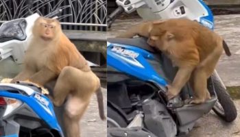 Беспредел на мотоцикле: обезьяна устроила погром на велосипедном сиденье на Пхукете